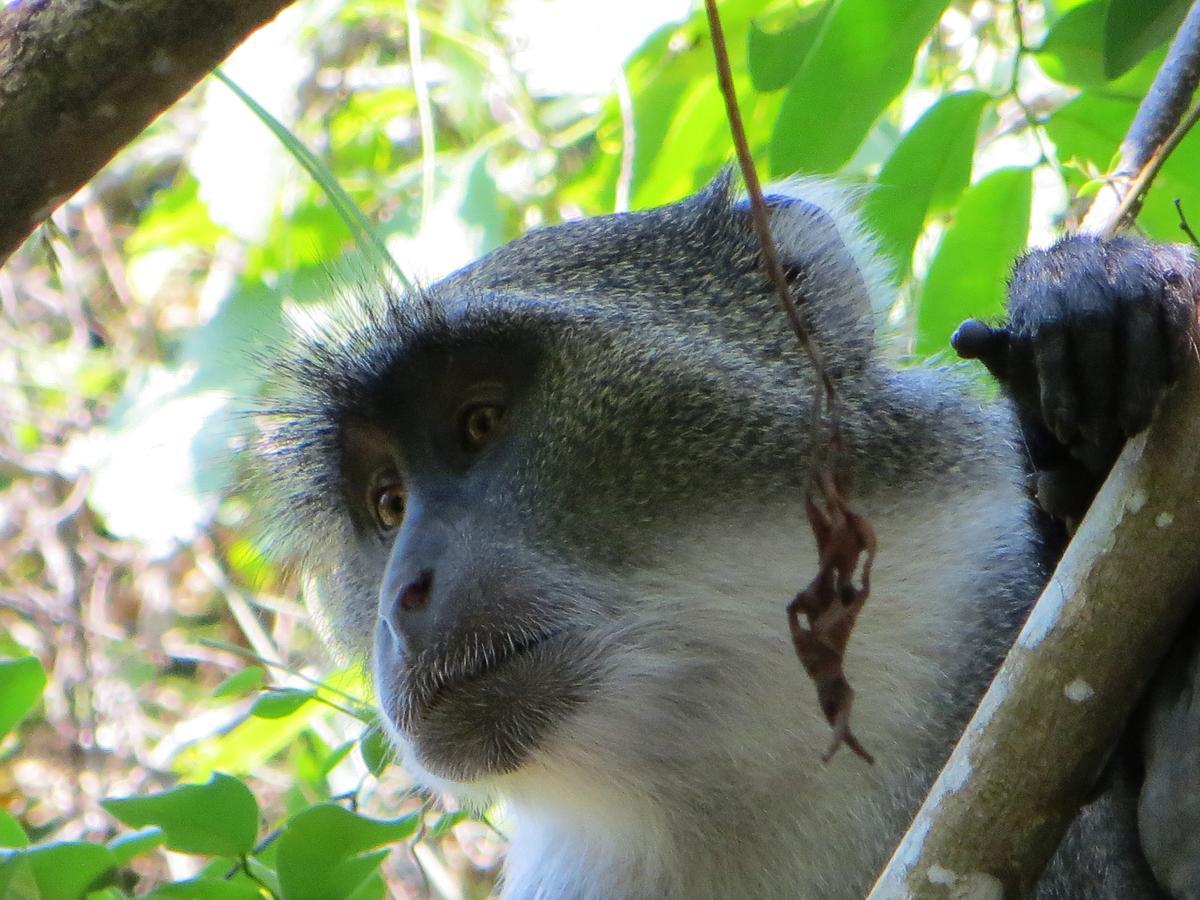 Blue Monkey Beach Cottages Shimoni ภายนอก รูปภาพ